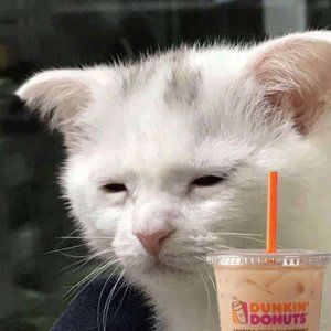 I Don't Understand What A Posh Party Is And I'm Too Afraid To Ask